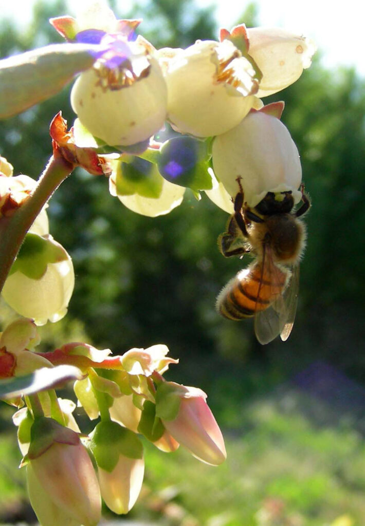 BioDi_Biodiversita a scuola Apicoltura 03