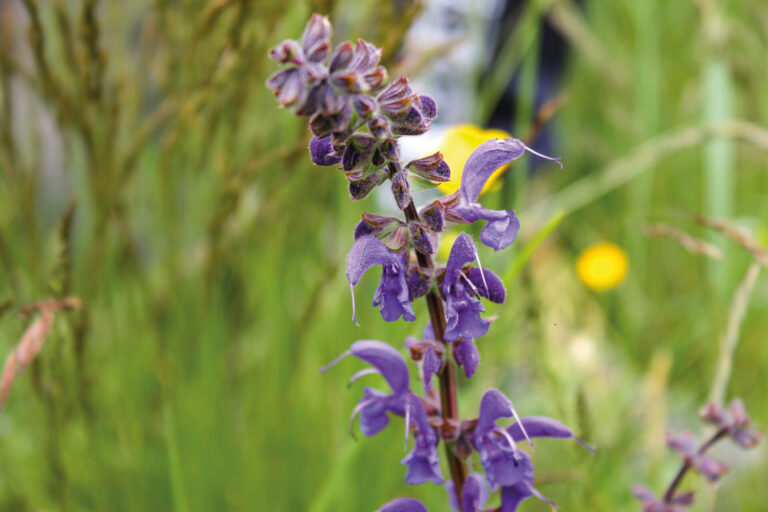BioDi_Biodiversita a scuola Triangia 04
